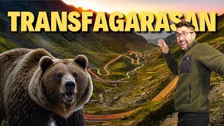 Cara a cara con OSOS SALVAJES de RUMANÍA - Transfagarasan [14-15º Día Roadtrip Rumanía]