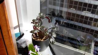 Office Plants Update - November 19, 2012