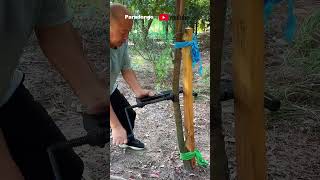 New tool for tree trunk shaping