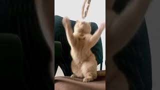 Crazy cat | AresSpeaks