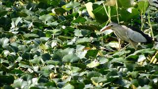 little bittern 1