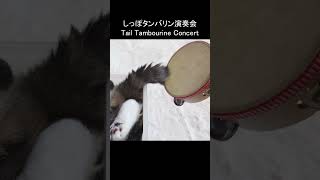 しっぽタンバリン演奏会なねこ。 #Shorts