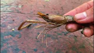 DAPAT IKAN HAMA ANGKAT BUBU PAYUNG DI SUNGAI MAHAKAM YANG SURUT