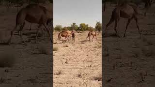 #camel #beautiful #video #viral #desert