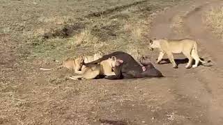 Lions pride feasting on the road