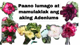 Paano lumago at masipag mamulaklak ang aking Adeniums #Adeniums #Obessum #Arabicum