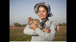 Это крыса спасла тысячи жизней