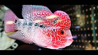 Flowerhorn 🐟🐟🐟