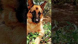 German shepherd stock coat male dog #viral #trending #music #youtubeshorts #shorts #famousshorts