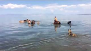 Horse swimming vibes