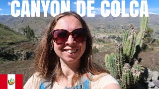 Des CONDORS dans le CANYON de Colca [PÉROU]