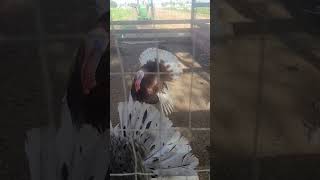 Urban Farming in the City Part 13 Tolmachoff Farm #UrbanFarming #Turkeys #Thanksgiving #Yummy