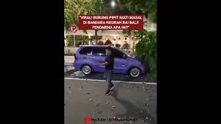 "Viral! Burung Pipit Mati Masal di Bandara Ngurah Rai Bali!" #tvnusantara #viralvideo #feedshorts