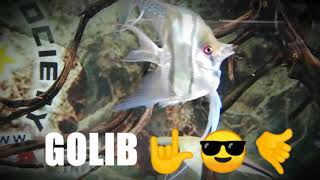 golib 💪😎🤙my special 🤩 deformed but agile pet angelfish 😁