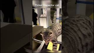 ticket inspector cat #shorts