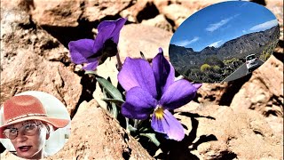 Дорога к вулкану Тейде | Скалы | Традиции / Road to Teide Volcano | Rocks | Traditions