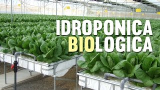 La Coltivazione Idroponica Biologica: Bioponica