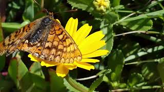 Revelação da Primavera... - Cabo da Roca, 02/05/2021 (4K Vídeo)