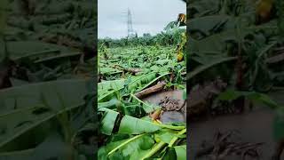 Rain damaged banana farm in Gujarat