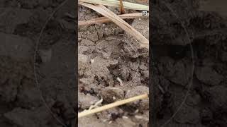 Quick Bullet Ant Facts - 24 HOURS of AGONY - Animal a Day #shorts #animals