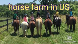 Horse farm in US | horses videos | horse farm | horse video | US horse farming | beautiful horse |