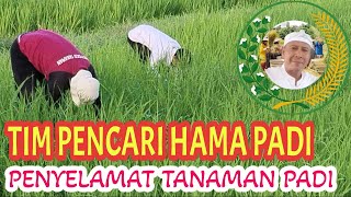 EPS 2 PARA PENCARI HAMA TANAMAN PADI | PENYELAMAT TANAMAN PADI