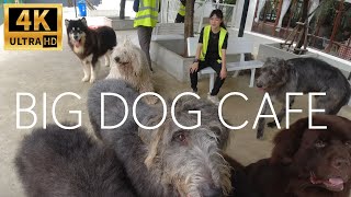 4K BIG DOG CAFE Bangkok! Friendly Giant Size Dogs!