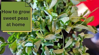 How to grow sweet peas