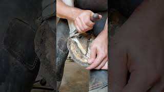 knife work on a trim #asmr #satisfying #horse #hoofcare #asmrvideos #satisfyingvideo