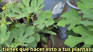 con estos trucos tendrás tus arboles y plantas en las mejores condiciones