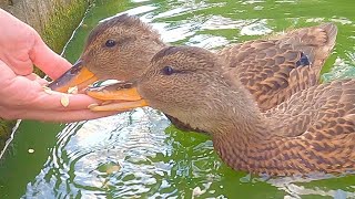 Feeding Gadwall Ducklings with Mother Hen Keeping a Close Eye on Things [4K]