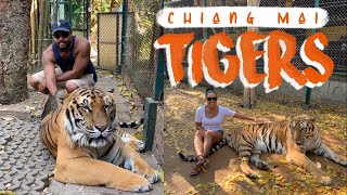 We played with a Tiger in Chiang Mai, Thailand (Was it MISTREATED?)