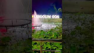 Lotus Pond | Candolim Goa #goa #waterfall #lotus #pond