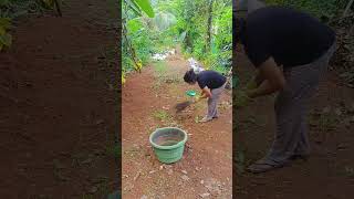 പിന്നെയും കാടുപിടിച്ചുPlease subscribe and support#gardeningvideos #plant #youtubeshorts #kerala