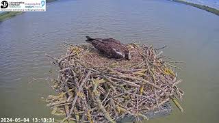 Manton Bay Osprey 5 May 2024 Maya removes an egg from the nest