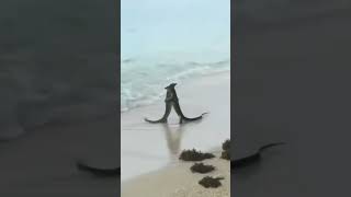 Lagartos abrazados en la playa