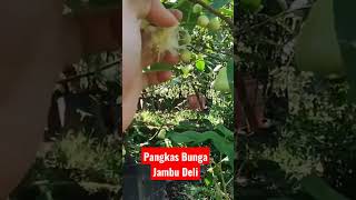 Pangkas Jambu Deli #shorts #jambumadudeli #jambuair #jambujamaika #fyp #jambu