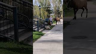 Woman Almost Gets Attacked By Big Bull Elk