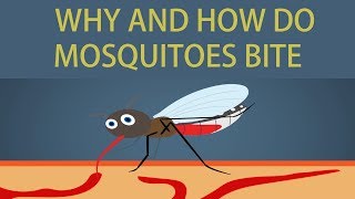 Mosquito bite Mechanism : How and why do mosquitoes bite | 6 Needles functioning