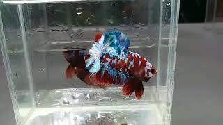 BETTA HMPK GALAXY KOI (Sire)