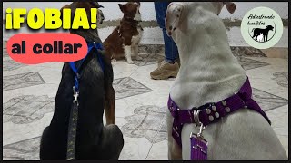 🐶 Cómo solucionar la fobia del collar en tu perro