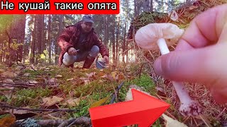 ⚡️🔥АгОнь! В витебской опята пошли! Признак бледной поганки дождевики и пицца. ВЛОГ Виталий Устинович