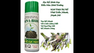 Phân Sinh Học Ra Rễ Cực Mạnh Kina R666 ,Dùng Tưới Gốc Phun Lá ,Nhúng Cành Giâm, ống 25ml