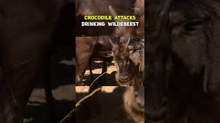 Crocodile Attacks Drinking Wildebeest