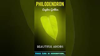 Beautiful Philodendron leaves | Aroids | Wonderful foliage #plant #shorts #homegardening #nature