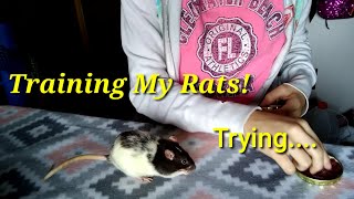 Training My Rats! ( Trying 😂)