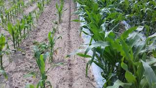 kukurydza pod folią - nawożenie, corn under foil - fertilization