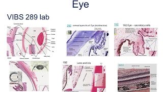 Medical School Histology Basics - Eye