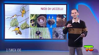 Il Pianeta Vivo - puntata 24 - Bioingegneria, le costruzioni degli animali (cond. Samuele Venturini)