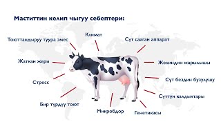 Уй сүтү боюнча кеңештер: гигиена, оорулар, туура сааш жолдору